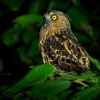 Ketupa malajska - Ketupa ketupu - Buffy Fish-Owl o3094